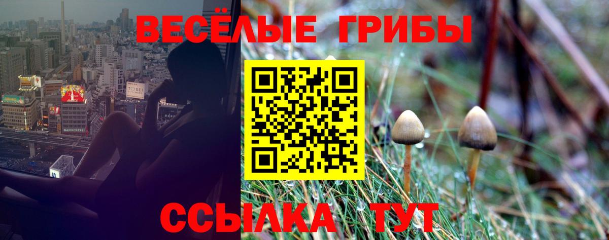 Псилоцибиновые грибы мицелий Гусиноозёрск